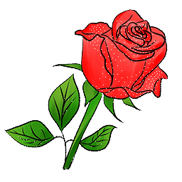 Rose Rouge Jolie