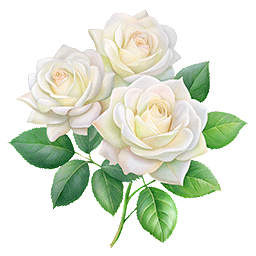 Roses Blanches