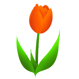 Tulipe