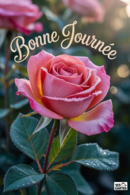 Rose rose avec pétales roses et jaunes, gouttes d’eau, feuilles vertes. Texte «Bonne journée» en lettres cursives blanches. Arrière-plan flou.