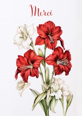 Illustration de fleurs d'amaryllis, comprenant plusieurs grandes fleurs rouges vibrantes et quelques fleurs blanches délicates. Les pétales sont ouverts, dévoilant des étamines blanches.