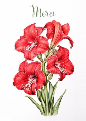 Plusieurs fleurs d'amaryllis rouges vibrantes, avec des pétales délicats et des étamines blanches visibles. Au-dessus des fleurs, le mot Merci est écrit en lettres élégantes.