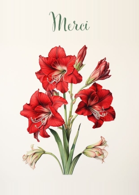 Illustration florale mettant en avant des fleurs d'amaryllis rouges, accompagnées de boutons floraux non ouverts.