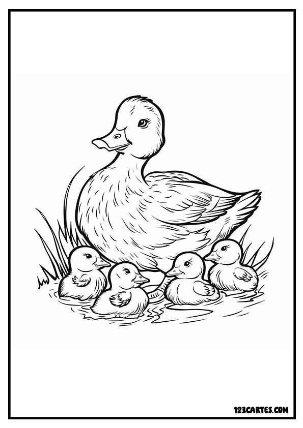 Coloriage canard et canetons, famille aquatique à colorier