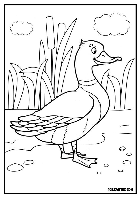 Coloriage canard adulte, détails anatomiques réalistes