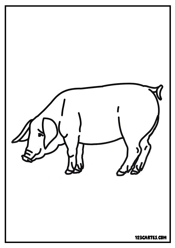 Coloriage de cochon profil