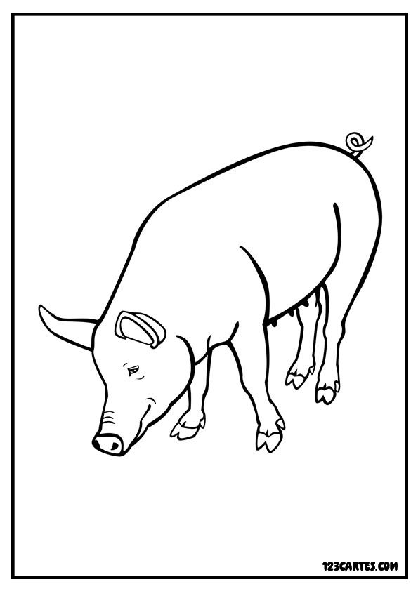 Coloriage réaliste de cochon adulte