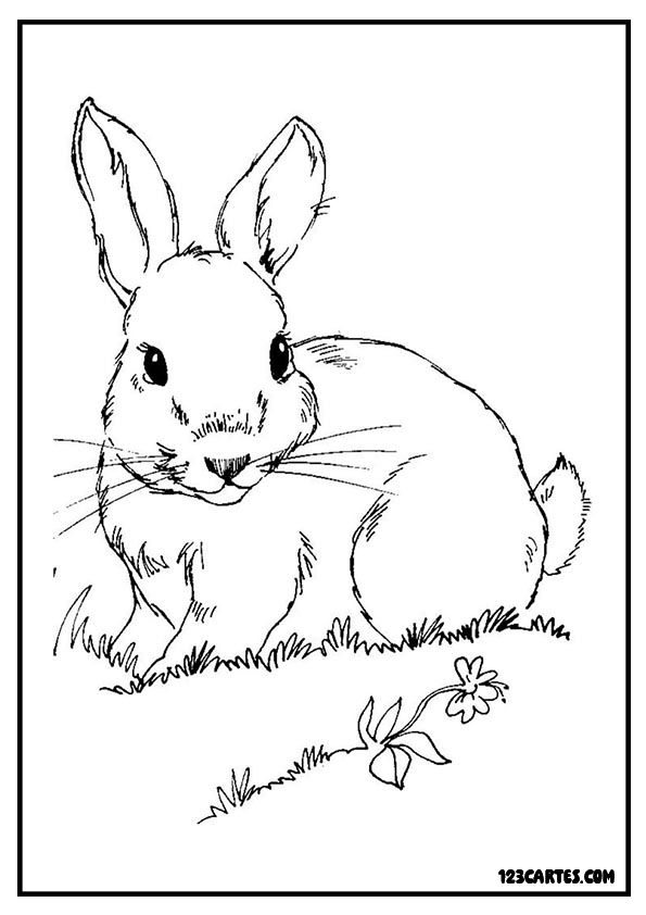 Lapin réaliste dans l'herbe, coloriage nature détaillé