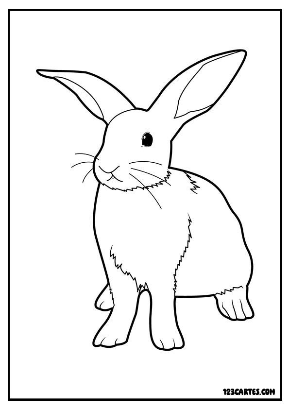 Lapin debout aux grandes oreilles, coloriage réaliste animaux