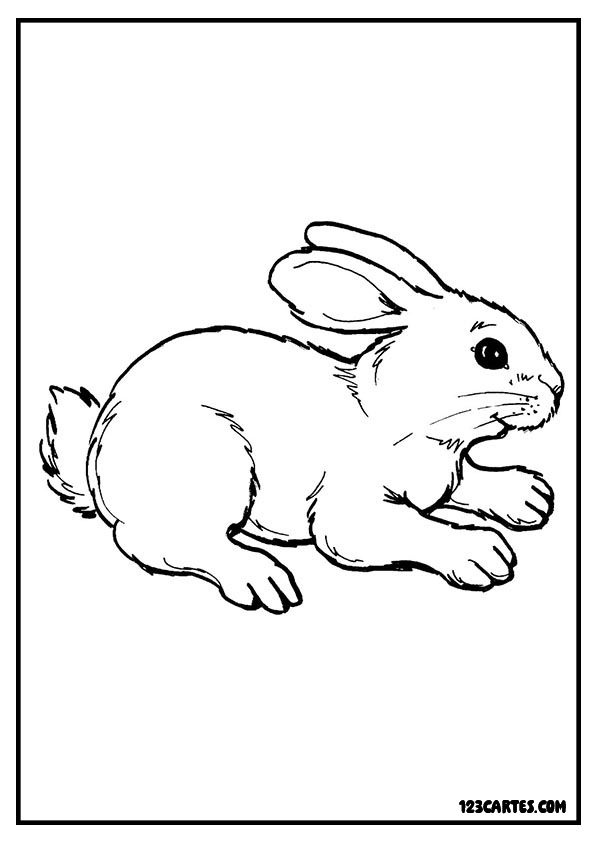 Lapin assis, coloriage nature