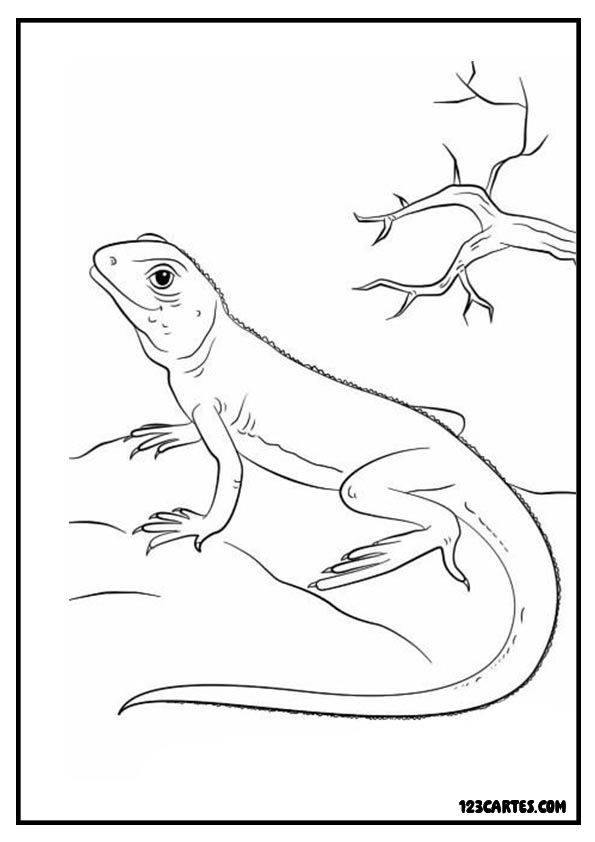 Lézard sur une roche, dessin à colorier