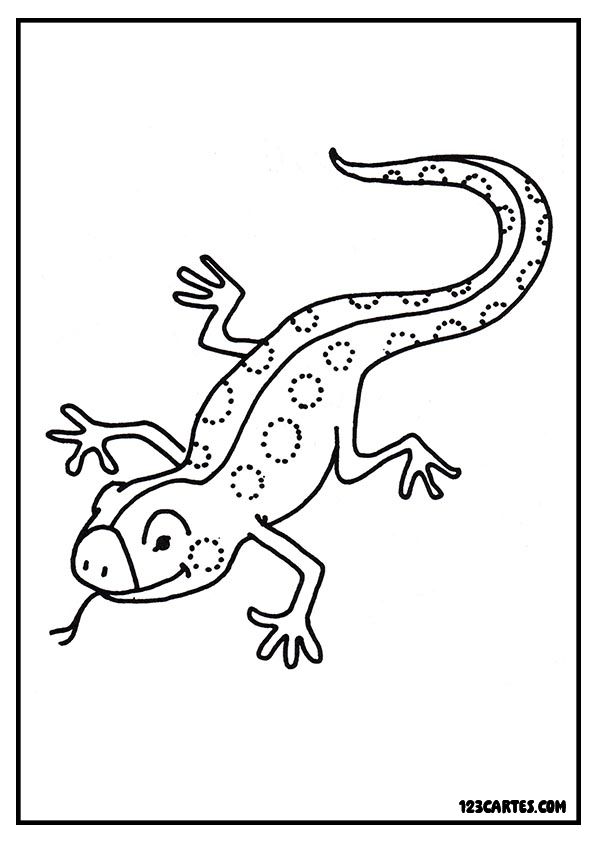 Gecko coloré, dessin créatif à colorier