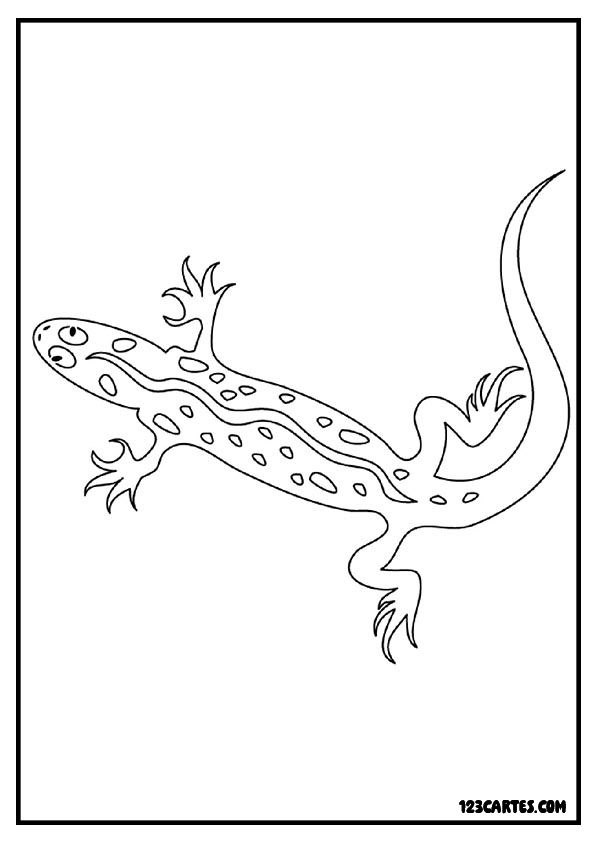 Lézard vue de haut, coloriage nature détaillé