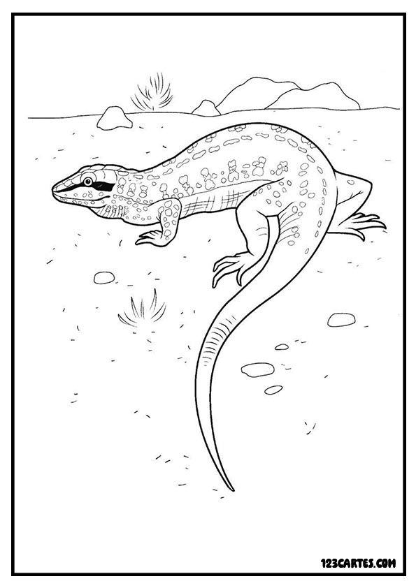 Salamandre dans son habitat, coloriage éducatif amphibiens