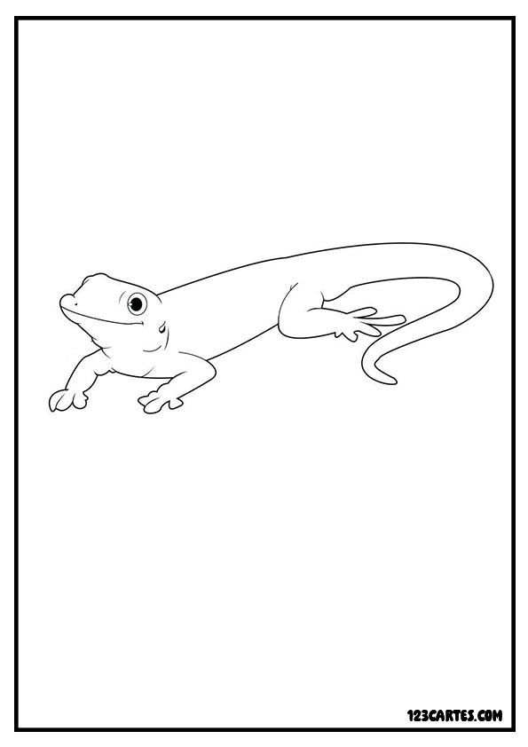 Lézard à colorier, dessin simple