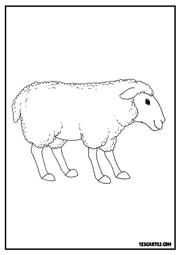 Mouton de profil, dessin réaliste à colorier