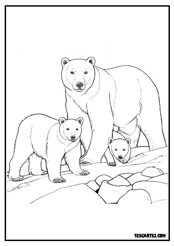 Famille ours polaires, coloriage scène de vie animale