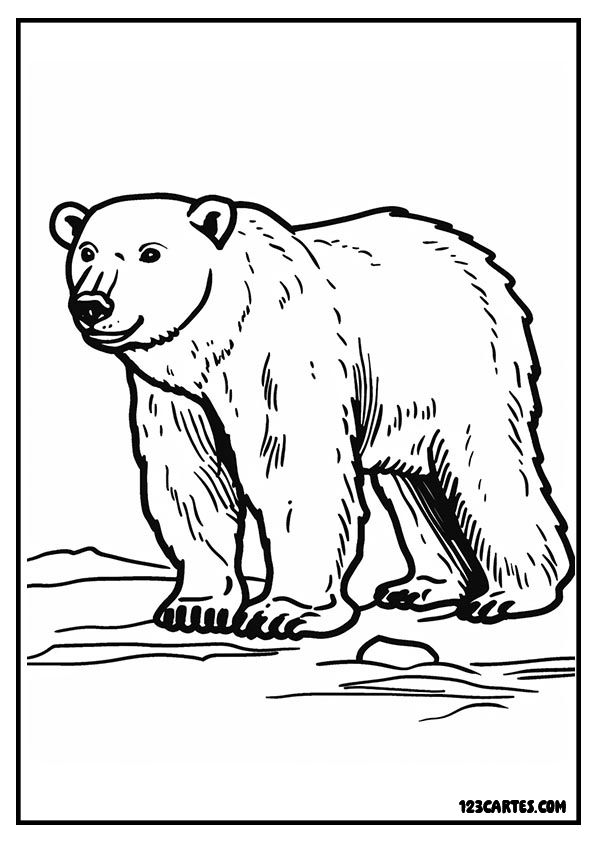 Ours polaire majestueux, coloriage grand prédateur arctique