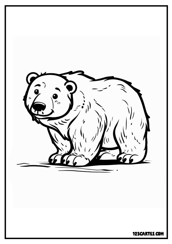 Ours blanc réaliste, coloriage faune arctique détaillé