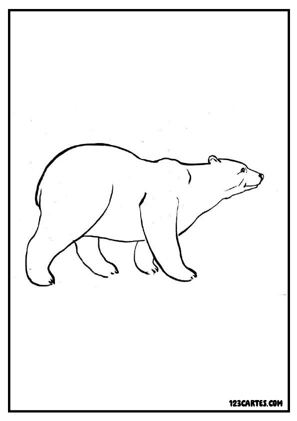 Ours polaire marchant, coloriage simple nature arctique