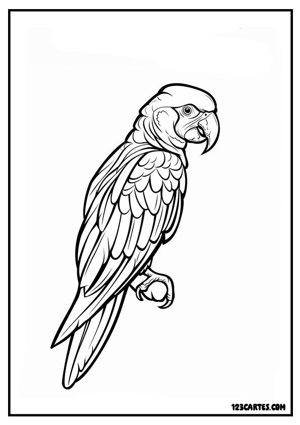 Coloriage d'un perroquet majestueux vu de profil, idéal pour les passionnés d'oiseaux exotiques