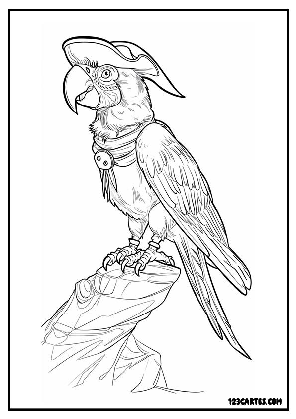 Coloriage d'un perroquet pirate, original pour les activités sur les animaux exotiques