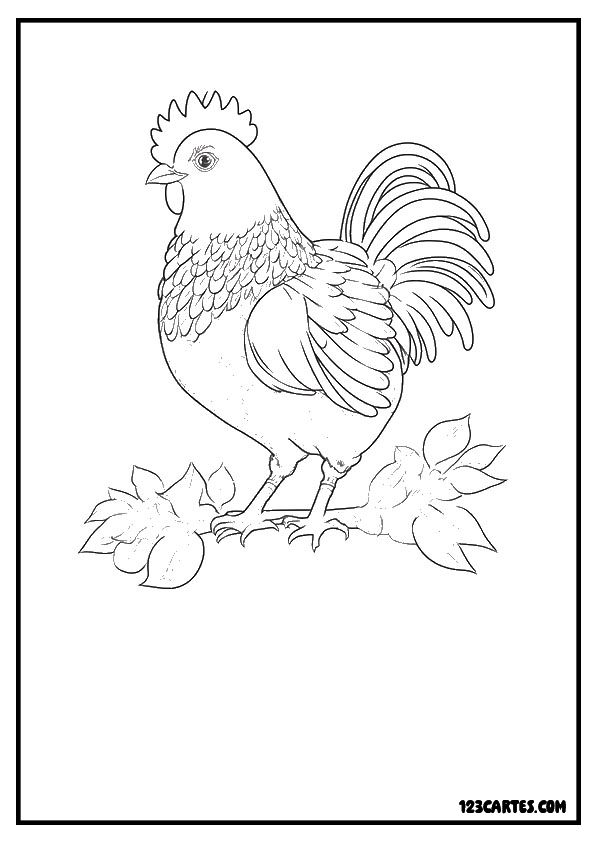 Dessin détaillé d'un coq fier, parfait pour l'apprentissage des caractéristiques des volailles