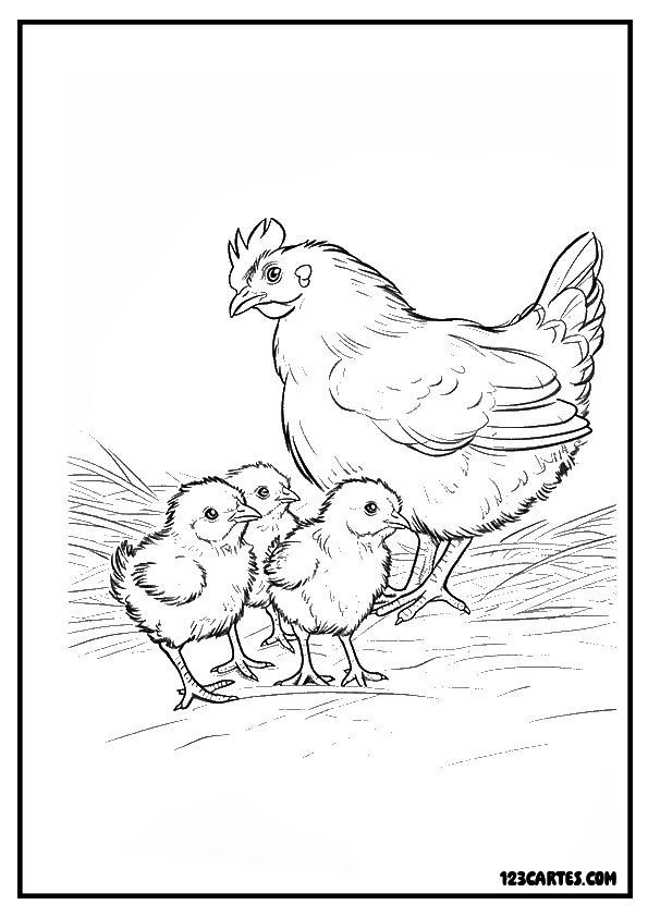 Dessin réaliste d'une poule et ses poussins, excellent pour l'éducation sur les animaux