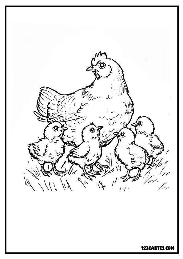 Dessin détaillé d'une poule avec ses quatre poussins dans l'herbe, idéal pour les jeunes artistes