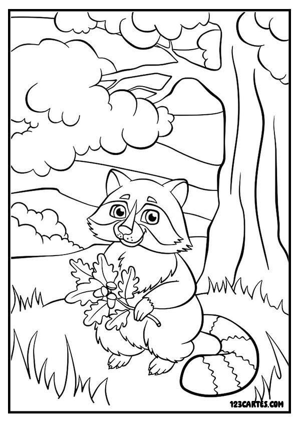 Coloriage d'un mignon raton laveur dans la forêt