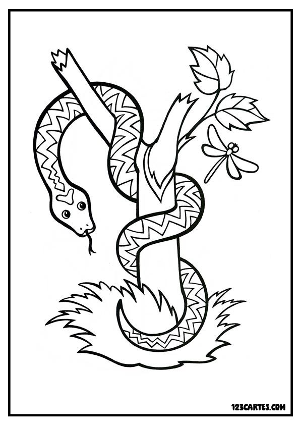 Coloriage détaillé d'un serpent s'enroulant autour d'une branche, parfait pour les amateurs de nature