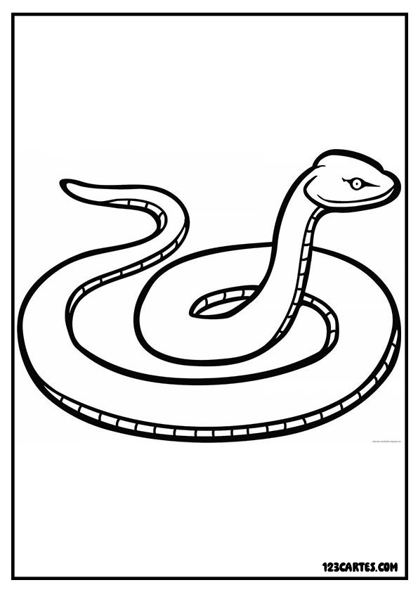 Illustration réaliste d'un serpent en position d'attaque, parfaite pour les coloriages plus avancés