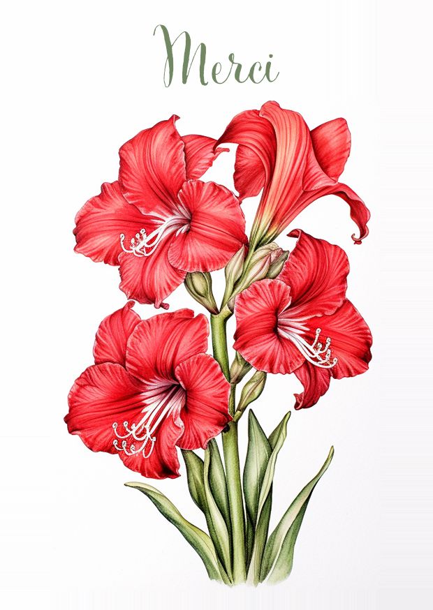 Carte de remerciement élégante avec amaryllis rouges